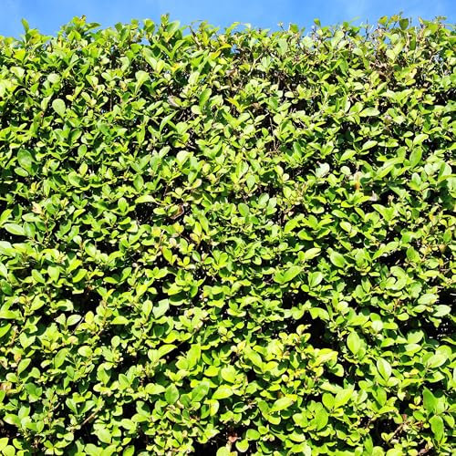 GreenboutiQ - Heckenpflanzen - Ligustrum ovalifolium - Blatt grün - 6 Pflanzen - 1 laufender Meter - immergrün - Topf 17cm Höhe 55cm