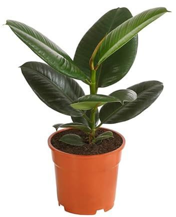 Ficus Elastica Árbol Natural Conocido como Ficus Robusta