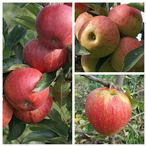 Familienbaum Trio Apfelbaum mit drei Apfelsorten Gala - Elstar - Jonagold