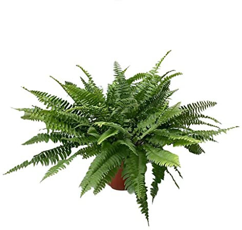Helecho Planta Natural DECOALIVE para Exterior e Interior (8436601575043)