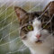 Pet Prime Katzennetz für Balkon, 3x2m Balkonschutznetz Katzenschutznetz für den Außenbalkon Treppenhaus Fenstertür Haustiere Unsichtbare Sortengröße vorgesehen -S