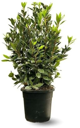 Attitude Jardin - Laurier sauce - laurus nobilis - 100-110 cm - ⌀ 22 cm - plante d'extérieur