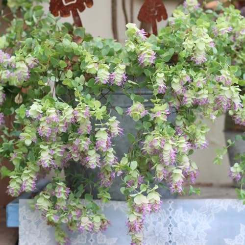 semillas de orégano silvestre - jardín con exóticas, resistentes al aire libre, 100pcs