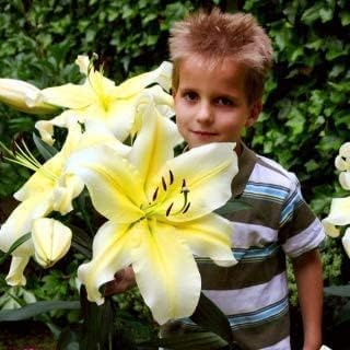 Lis géant 'High Tea' - vivace