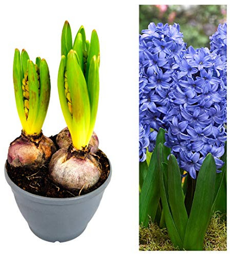 Hyacinth Bulb Trio - 3 Blue Hyacinth Bulbs Growing in a Pot