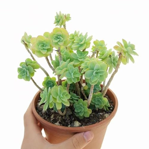 Sedum palmeri pianta grassa con fiori gialli portamento pendente sfumature rosse
