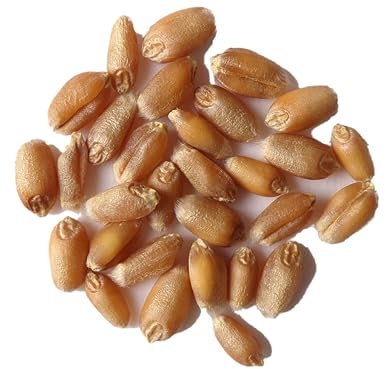 Semences de Blé Tendre d´Hiver - Triticum Aestivum L. - SEM27