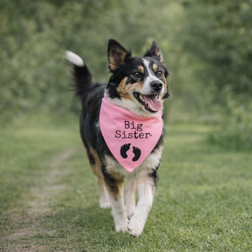 Bandana Chien Personnalisé avec Nom – Foulard pour Chien Personnalisable avec Texte & Symbole – Lavable – Fabriqué et Personnalisé en Europe (S, Naissance)