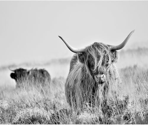 decomonkey Fototapete Tiere Bison 350x256 cm XL Tapete Fototapeten Vlies Tapeten Vliestapete Wandtapete moderne Wandbild Wand Schlafzimmer Wohnzimmer Landschaft Natur