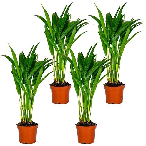 Bloomique - 4er Set - Dypsis Lutescens - Goldfruchtpalme - Areca Palme - Zimmerpflanzen - Pflegeleicht - Haustierfreundlich - Höhe 25-30 cm - Topf 10,5 cm