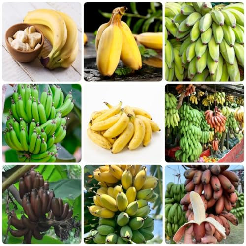 450 pcs bananenbaum winterhart samen, bonsai tree indoor garten geschenk pflanzendeko bananensamen bananen samen,Musa sikkimensis, obst samen seed büropflanzen pflanzensamen zimmerpflanzen