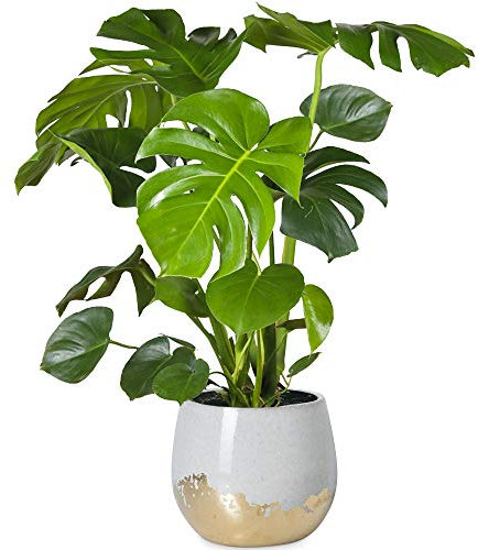 30-40cm Potted Monstera Deliciosa | Best Indoor Plants for Sale