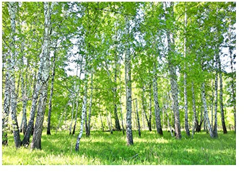 WallArena - Vlies Fototapete Wald Birkenwald Natur Birke Sonne Bäume 368x254 cm - Fototapeten - Tapeten - für Wohnzimmer Schlafzimmer - Vliestapete Wandtapete Tapete 3D Effekt- inkl. Kleister