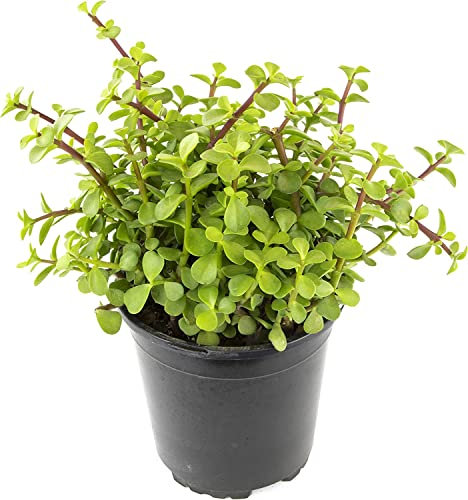 Arbusto Japonés Portulacaria Afra Planta Suculenta Natural