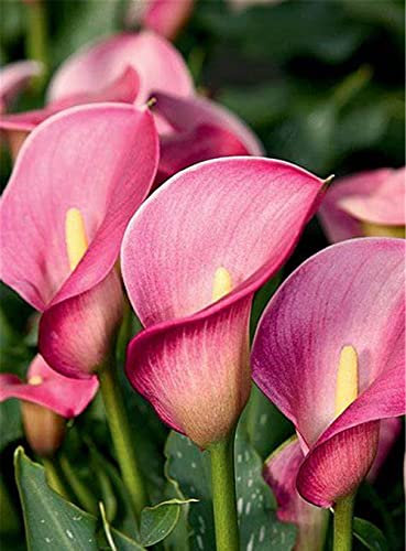 Calla Giglio Bulbi esotici Quattro Stagioni Piantare Casa Giardino Piantare Paesaggio Incantevole a Speciale Splendida Giardinaggio-3 Lampadine, A