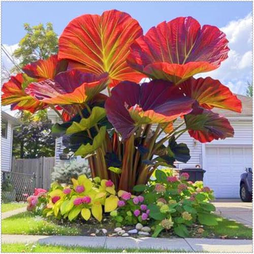 Elefantenohr Pflanze Winterhart Mehrjährig Elefantenohr Pflanze Elefantenohr Pflanze Groß Taro Knollen Elefantenohr Gärten Geschenk bereit,Schöner Staudengarten Zierpflanzen pflanzen-10Knollen-i