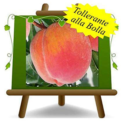 Pêches à la pulpe jaune fruit tardif de san gregorio - Plante fruitière résistant à la bulle sur pot 20 - arbre max 170 cm - 2 ans