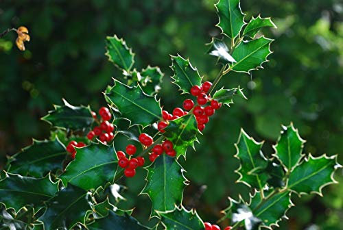 15 Semi di Agrifoglio (Ilex Aquifolium)