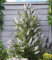 BALDUR Garten Buddleia 'Butterfly Tower White',1 Pflanze,mehrjährig - winterharter Schmetterlingsflieder, pflegeleicht,roße, duftende Blütenrispen im Beet & Kübel,aufrechter, säulenartiger Wuchs