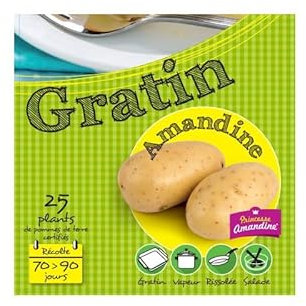 Amandine 25 Plants de pomme de terre