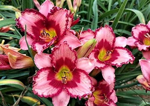 Hemerocallis,bulbi hemerocallis,erbacea perenne,hemerocallis fulva,Fiori facili da piantare,possono essere piantati in vaso o a terra