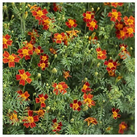 Tagetes tenuifolia / 'Red Carpet' / Signet Marigold / 500 Seeds