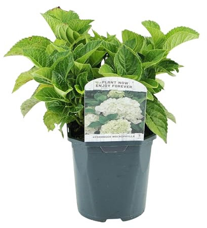 GreenboutiQ - Hortensia - Hydrangea macrophylla Bleu - Fleur Blanc - 3 Plantes - 1 m2 - Feuillage Caduc - Peu d'Entretien - Pot 17cm Hauteur 30cm