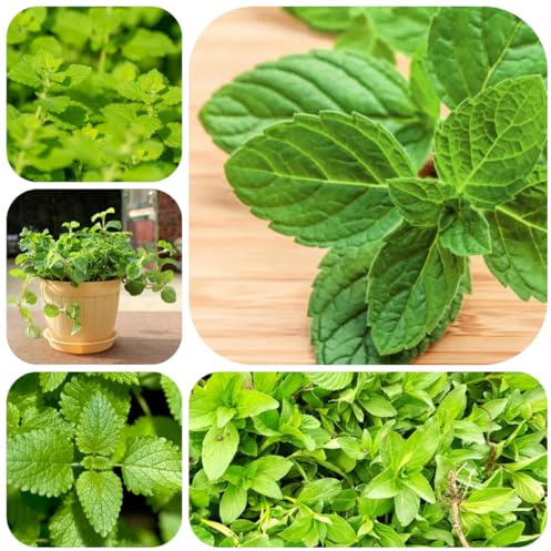 semillas de melisa resistentes de silvestres perennes resistentes melisa orgánica de otoño, silvestres silvestres 300pcs