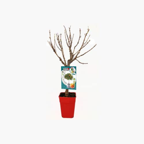 Verdecora Melocotonero Enano Residuo cero en maceta 5L | Prunus persica | Árbol frutal natural planta de exterior | Cultivado sin uso de productos químicos