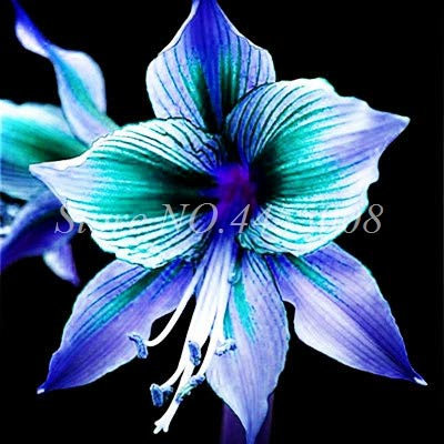 Nouvelles graines de fleurs d'amaryllis pour un beau jardin bleu ciel paquet de 100 graines