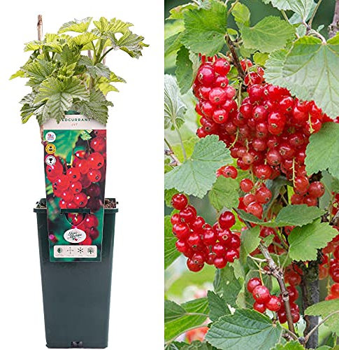 Redcurrant Ribes Jonkheer Van Tets | Deciduous Fruit Plant | 30-50cm Potted