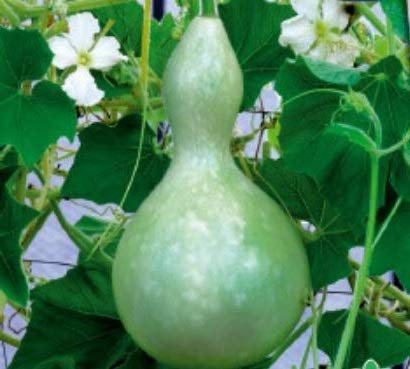 Pcs - 8x Courge Décorative Flaschenpflanze Vogelhaus-Patisson Graines Jardin KS301 - Seeds & Plants Shop by Ipsa
