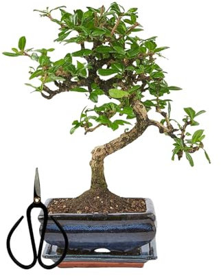 Bonsaï Arbre avec pot de fleurs en céramique, env. 25 à 35 cm de haut, soucoupe et ciseaux, coffret cadeau bonsaï, bol de 15 cm, carmona chinois bonsaï