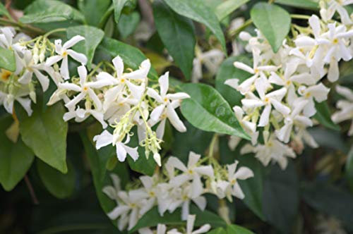 Jasmin Étoilé Jasminoïdes C 1, 5 Litres
