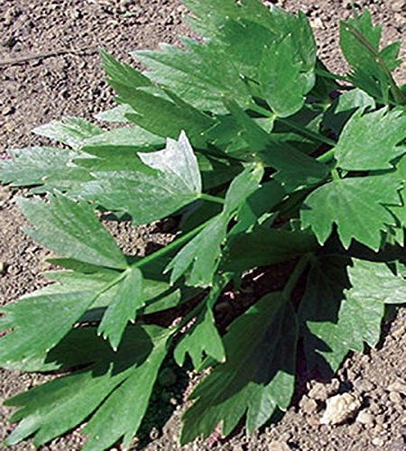 Liebstöckel/Maggikraut Samen