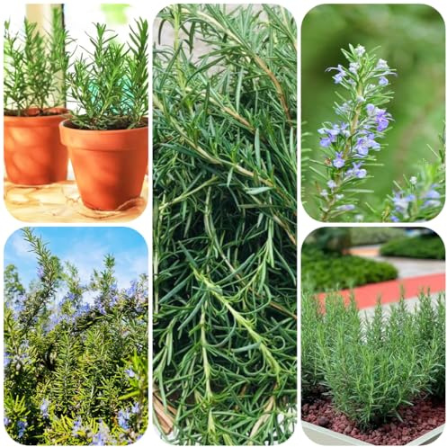 semi di rosmarino perenni, giardino roccioso resistenti per aiuole rialzate di resistenti prodotti sostenibili giardino balcone 500pcs