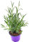 Lavendel Kräuter Pflanzen ESSBAR! Lavendula augustifolia 1stk.
