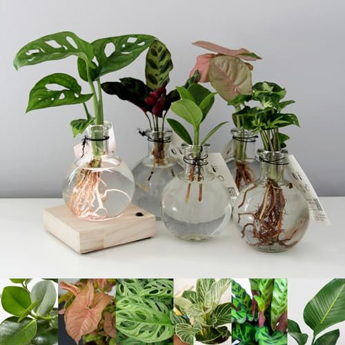 Carbeth Plants - Hydroponic Houseplant Arrangement Light Up Wooden Base