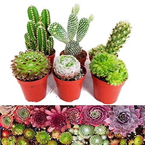6 Sempervivum Cactus Mix - 3 Sempervivum - 3 Cactus in 5.5cm Pots - Perfect Plant Gift