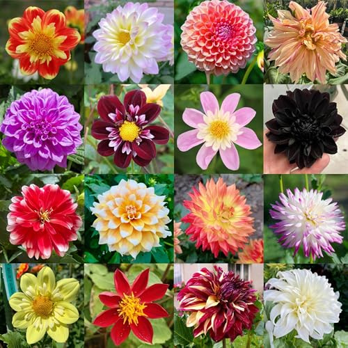 dalias raras de primavera de dalia - dalia -pradera silvestres interior jardín balcón, decorativas en maceta 8bulbos