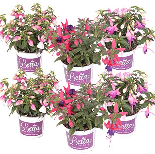 6x Fuchsia Bella Mix - Bell Plant Upright - Plante annuelle - ⌀10.5 cm - 15-20 cm