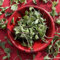 Edible Freeze Dried Micro Mint Leaves - 400ml - UK Grown - Certified Food Grade (532)