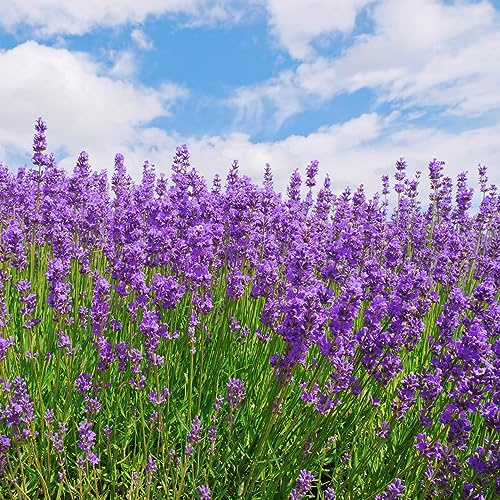 semi di lavanda giardino reale medicinale decorazione lavanda giardino semi interni cucina decorazione balconi 150pcs