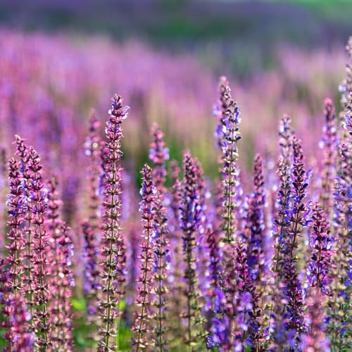 semi di lavanda biologici - giardino esotiche balcone resistenti 200pcs