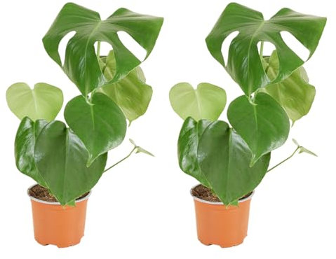 Bloomique - Lot de 2 - Monstera Deliciosa - Plante-gruyère - Plante d'intérieur - Facile d'entretien - Purificatrice d'air - Hauteur 30-40 cm - Pot 12 cm