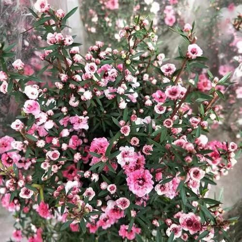 Semi di di Manuka-Leptospermum scoparium,perenni resistenti e perenni regali per gli amanti del giardino vaso,300pcs