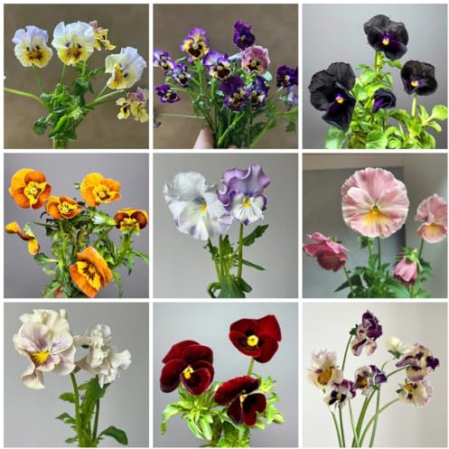 semi di viola del pensiero resistenti - campo da balcone, recisi di campo, aiuole rialzate Decorazione da giardino per esterno, 300pcs