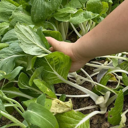 semillas de pak choi de resistentes mostaza china balcón con parterre elevado orgánicas, variedades tradicionales 200pcs