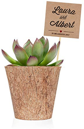 Regalos Ecology Pack de 36 Plantas suculentas echeveria Bio - Detalles de Boda Personalizados para Invitados - Obsequios para Bautizo o comunión con Tarjeta Personalizada