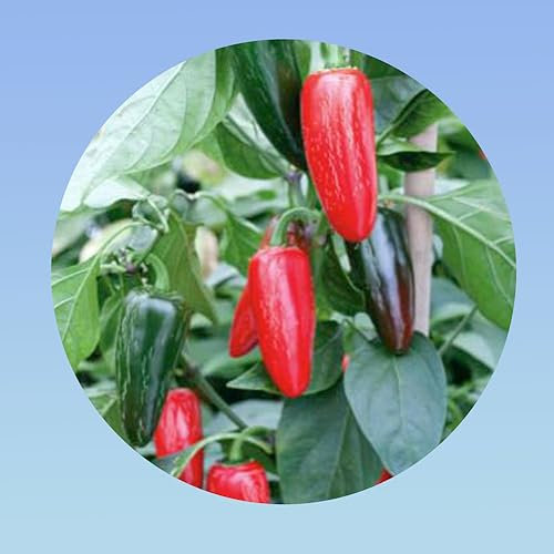 100 graines de piment jalapeno - Planète graines - Capsicum annuum